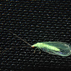 Common Green Lacewing