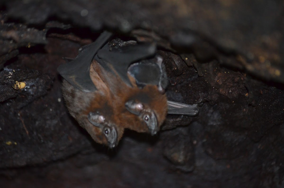 Sac-winged Bat