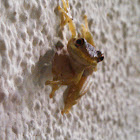 Cuban Tree Frog (juvenile)
