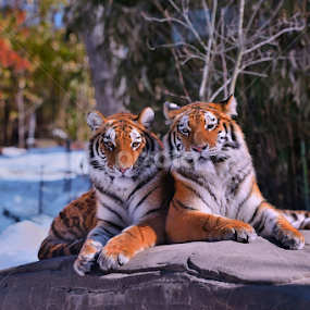moment for posing   by Dejan Gavrilovic - Animals Lions, Tigers & Big Cats