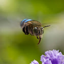 Blue-banded Bee (female)