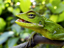 cute bunglon by Hendrata Yoga Surya -  