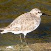 Dunlin; Correlimos Común