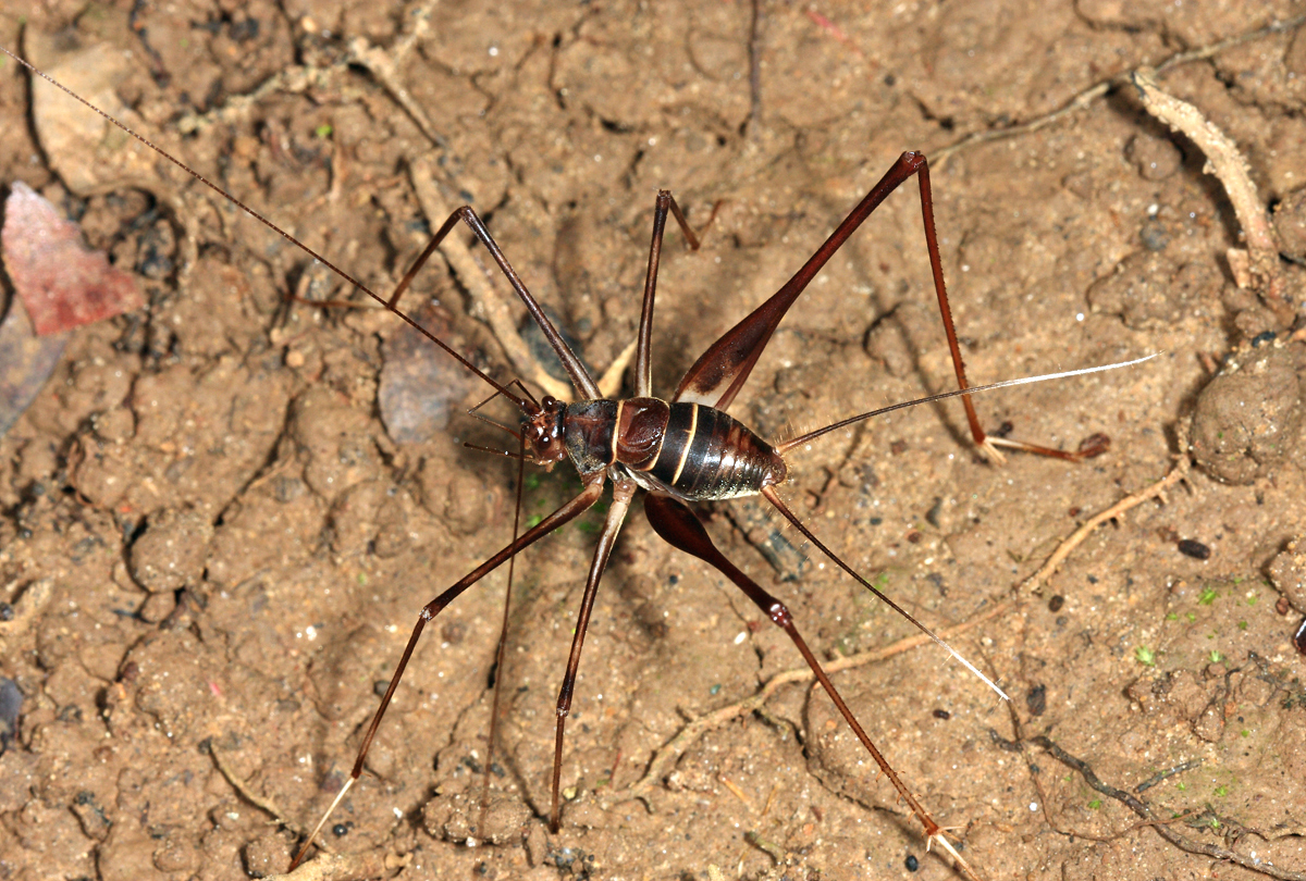 Long-[egged Spider Cricket