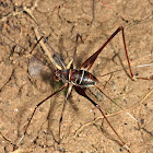 Long-[egged Spider Cricket