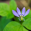 Fringed Spiderflower