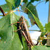 Striped slant-face grasshopper