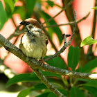 Eurasian tree Sparrow