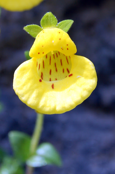 Capachito | Project Noah