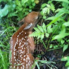 White-tailed deer fawn