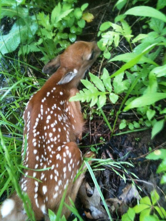 White-tailed deer fawn