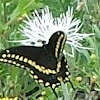 Eastern Black Swallowtail Butterfly