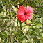 Hibiscus rosa sinensis