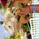 Green iguana