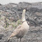 Nene or Hawaiian Goose
