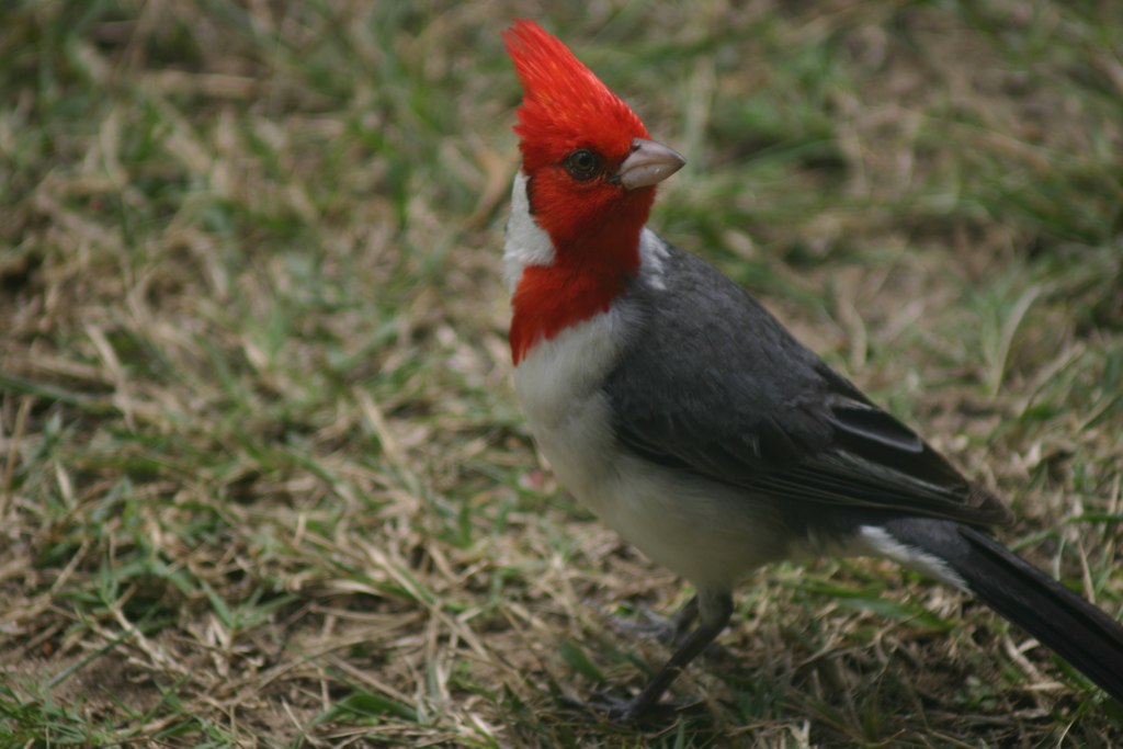 Brazilian Cardinal