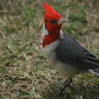 Brazilian Cardinal