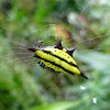 Hasselt's Spiny Spider