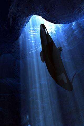 Orca Wallpapers Hd Latest Version For Android Download Apk