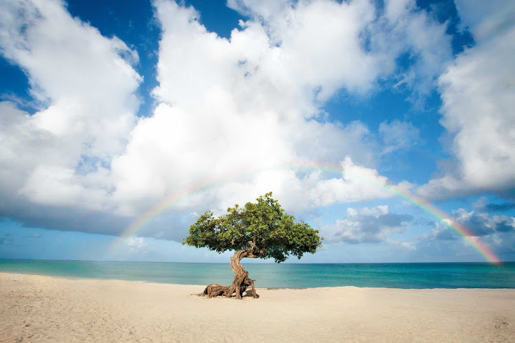 A divi tree on a beach on Aruba.