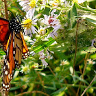 Monarch vs. Shamrock Orb Weaver