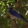 Western Bluebird