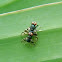 unidentified flies