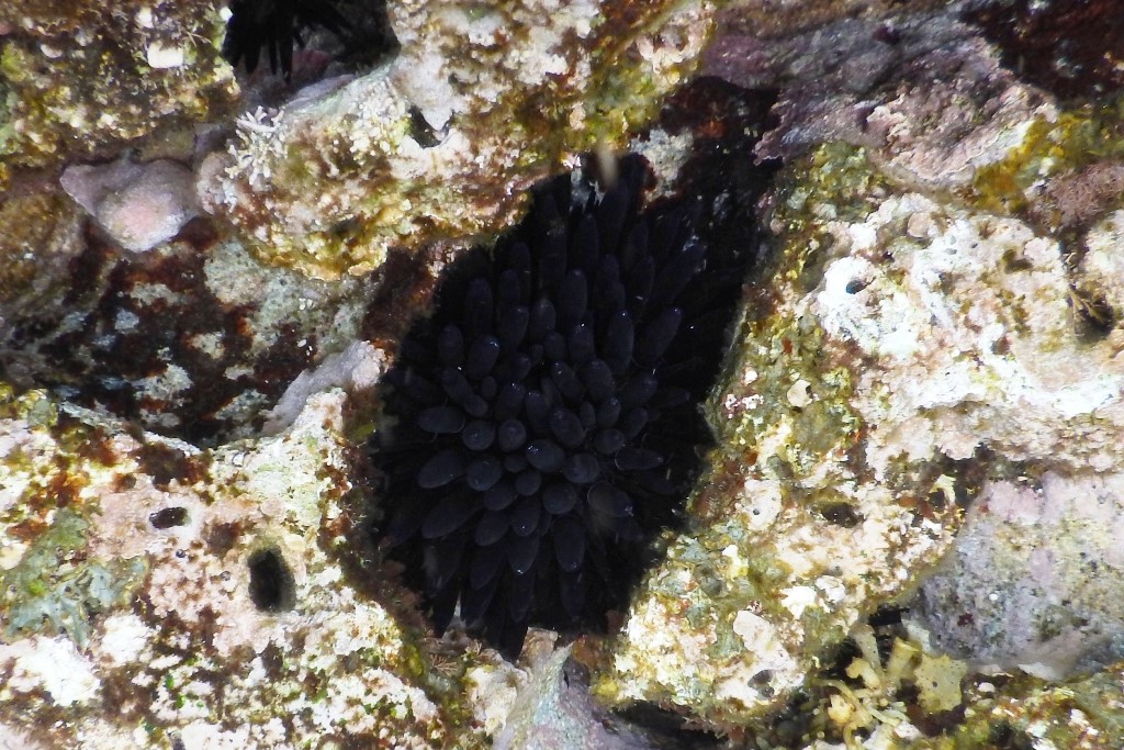Black Rock-Boring Urchin