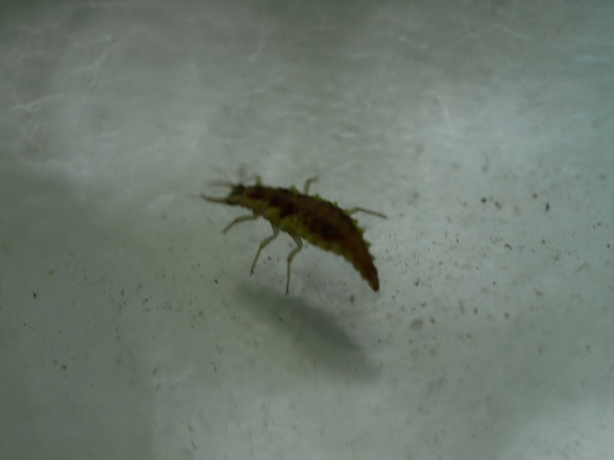 Green Lacewing Larva (Aphid Lion)
