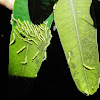Autumn Gum Moth caterpillar