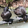 New Zealand Scaup