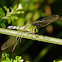 Eastern pondhawk dragonfly