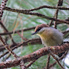 Brown-Headed Nuthatch