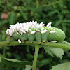 Luna moth, larva