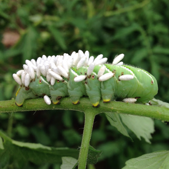 Luna moth, larva Project Noah