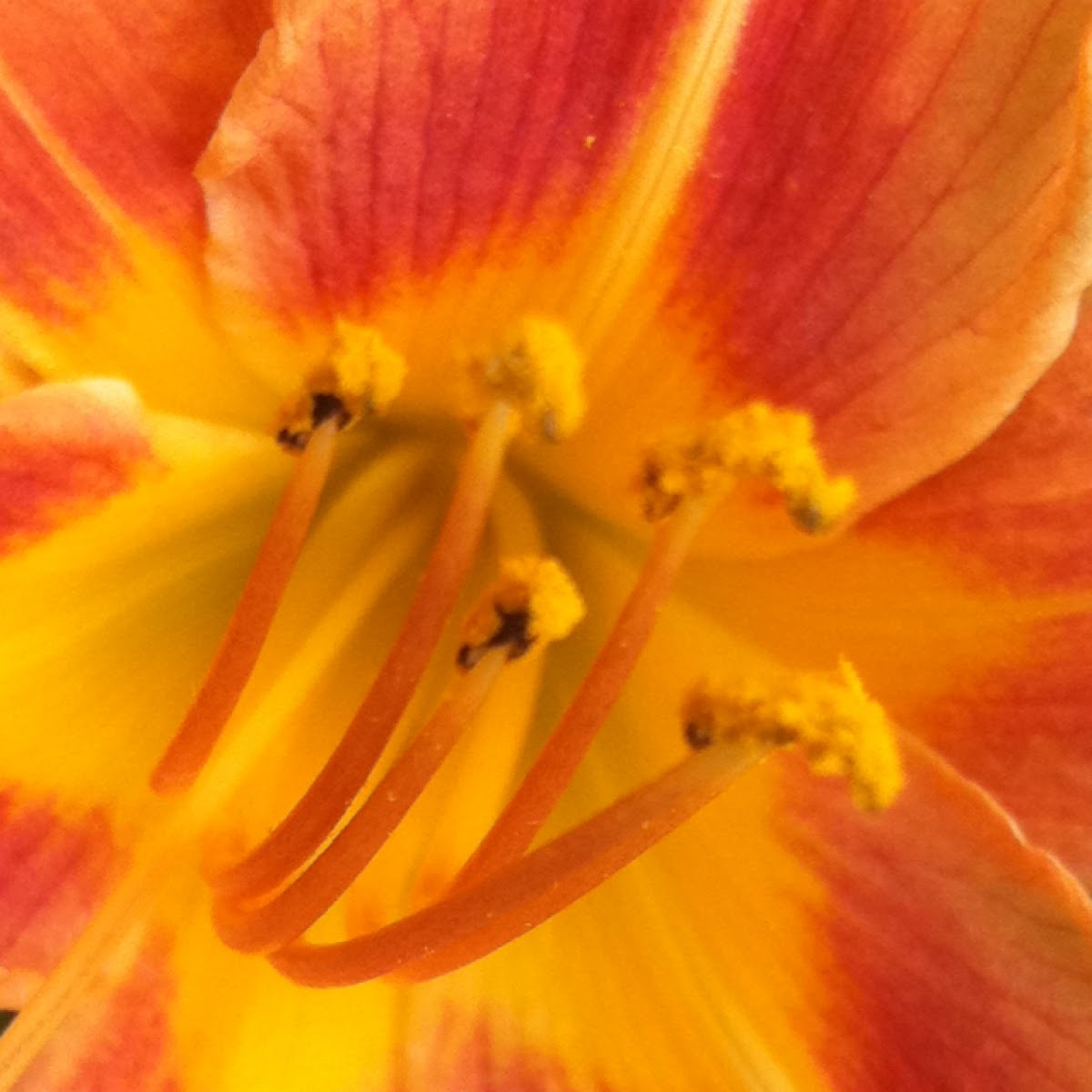 Fire or Tiger Lily