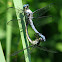 Great Blue Skimmer