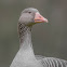 Greylag Geese