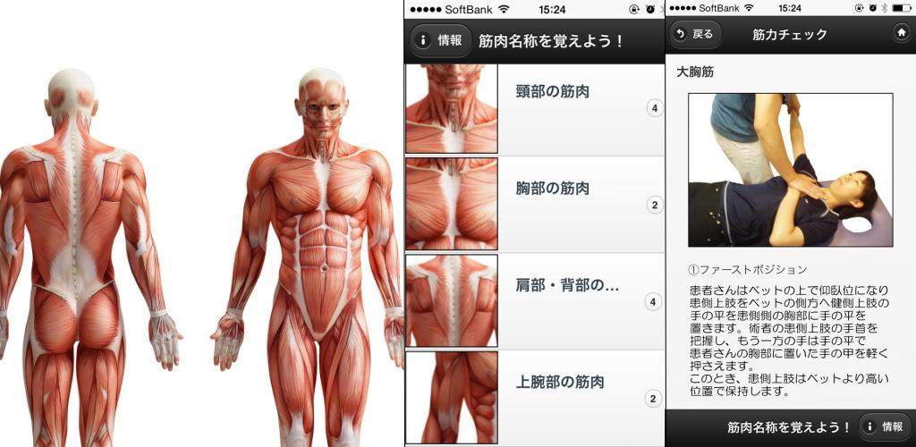 筋肉名称を覚えよう 1 0 7 Apk Download Muscle Guide Apk Free 筋肉名称を覚えよう 1 0 7 Apk Download Muscle Guide Apk Free