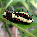 Caterpillar of Common Mime