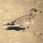 Ring-billed Gull (juvenile)