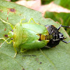 Green Stink Bug Molting