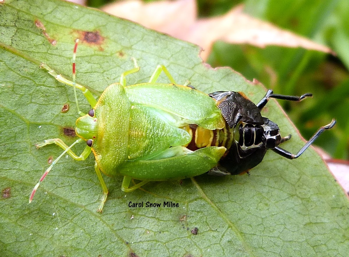 Green Stink Bug Molting
