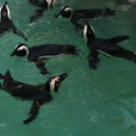 African black-footed penguin