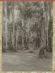 Palmentuin, Paramaribo