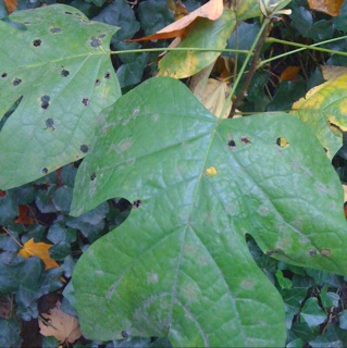 giant green leaf