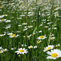 Ox Eye Daisy