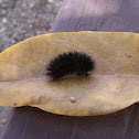 Tiger Moth caterpillar