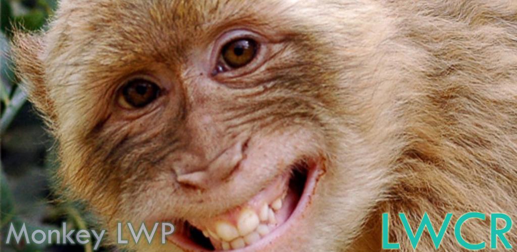 Милые мартышки. Monkey live. Monkey живые обои. Фото обезьяны. Детеныш обезьяны.