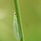 Green Lacewings